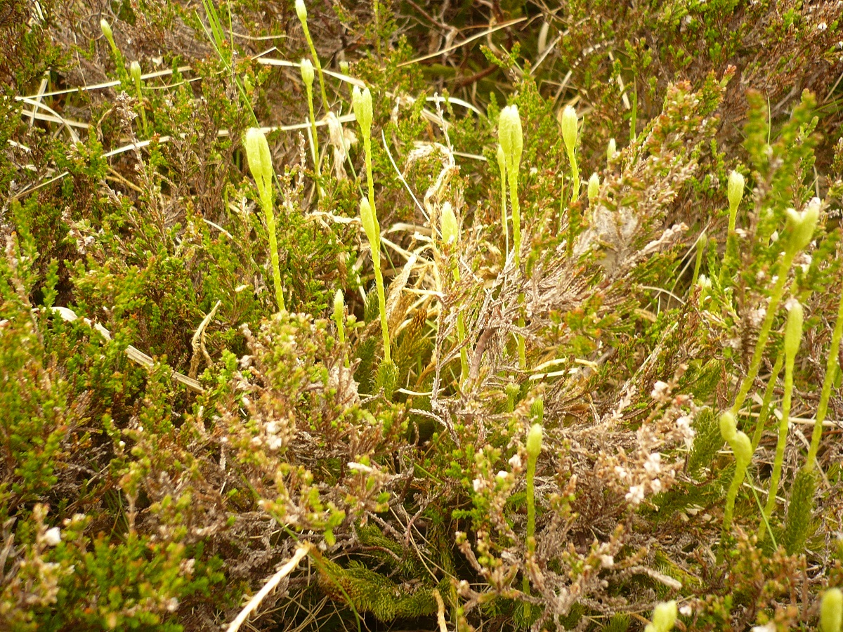 Lycopodium clavatum subsp. clavatum (Lycopodiaceae)